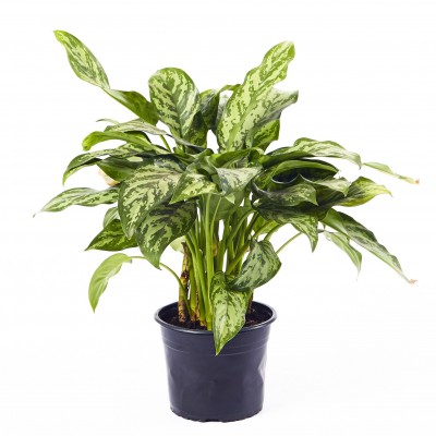 Aglaonema 'Mary Ann' 10in - Washington - Cascade Tropicals