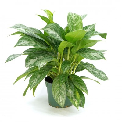 Aglaonema 'Moonlight Bay'