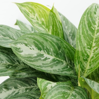 Aglaonema 'Moonlight Bay'