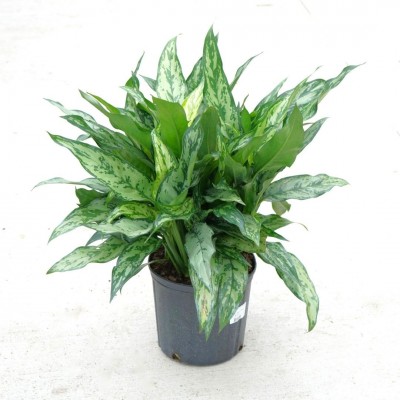 Aglaonema 'Romeo'