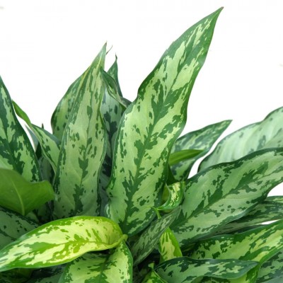 Aglaonema 'Romeo'