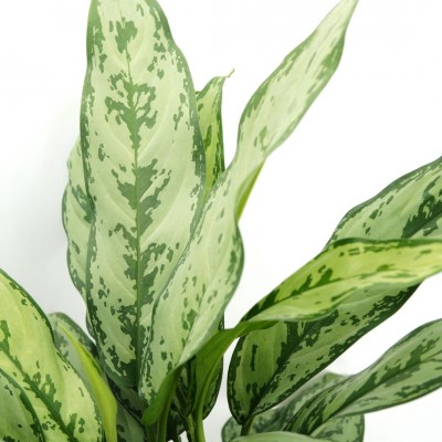 Aglaonema 'Romeo'