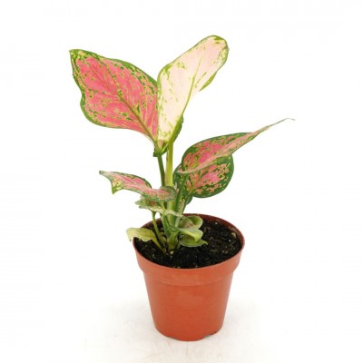 Aglaonema 'Ruby Ray'