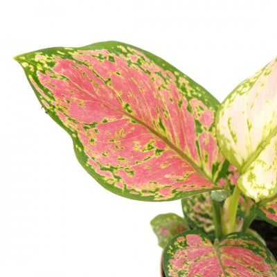 Aglaonema 'Ruby Ray'