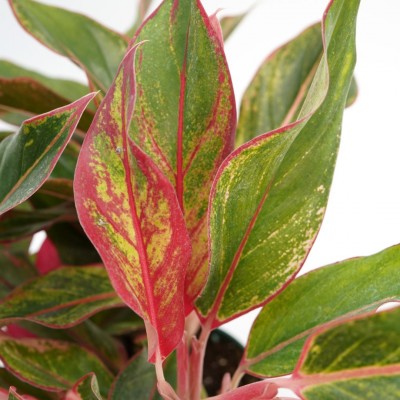 Aglaonema 'Siam'