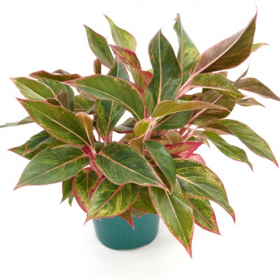 Aglaonema 'Siam'