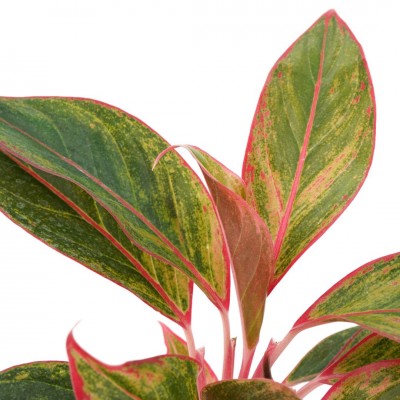 Aglaonema 'Siam'