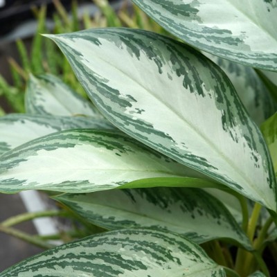 Aglaonema 'Silver Bay'