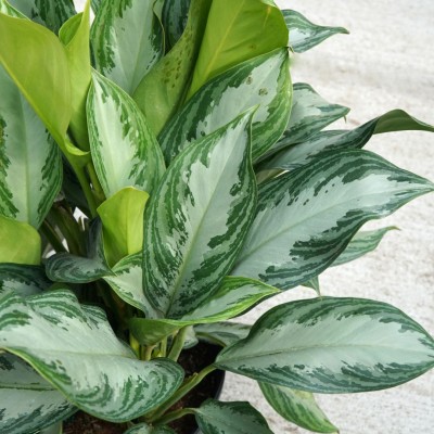 Aglaonema 'Silver Bay'