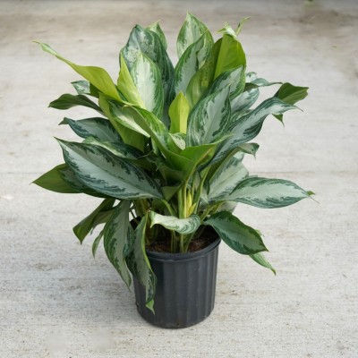 Aglaonema 'Silver Bay'