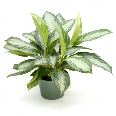 Aglaonema 'Silver Bay'