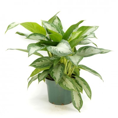 Aglaonema 'Silver Bay' 8in - Washington - Cascade Tropicals