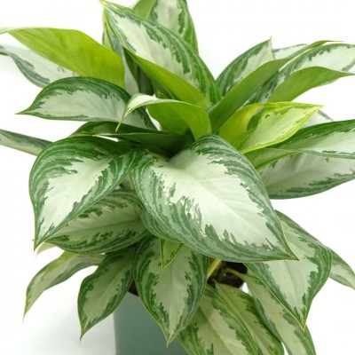 Aglaonema 'Silver Bay' 8in - Washington - Cascade Tropicals