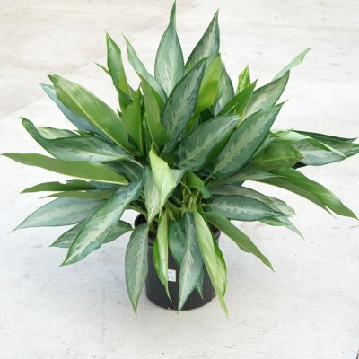 Aglaonema 'Silverado'