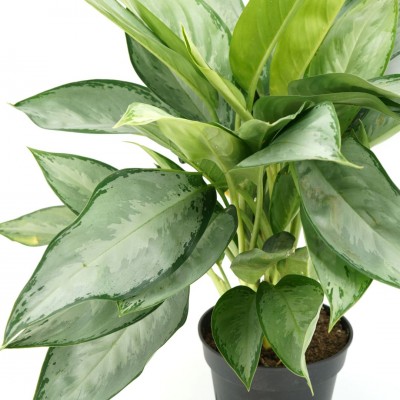 Aglaonema 'Silverado'