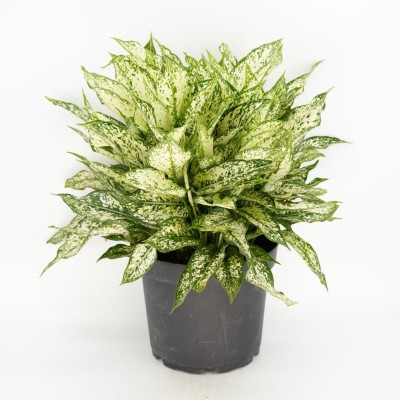 Aglaonema 'Spring Snow'