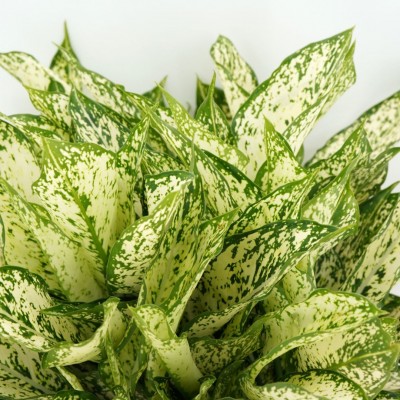 Aglaonema 'Spring Snow'