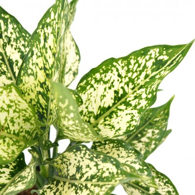 Aglaonema 'Spring Snow'