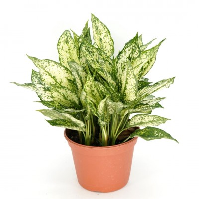 Aglaonema 'Spring Snow' 8in - Washington - Cascade Tropicals
