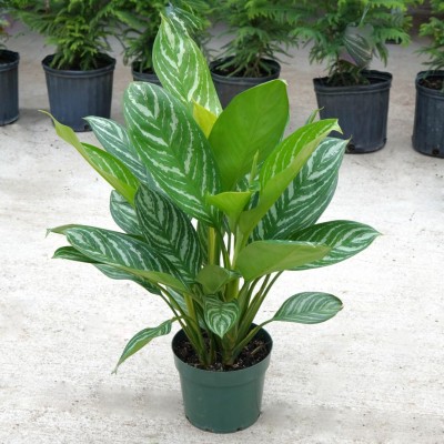 Aglaonema 'Stripes' 6in - Washington - Cascade Tropicals