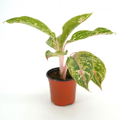 Aglaonema 'Butterfly'
