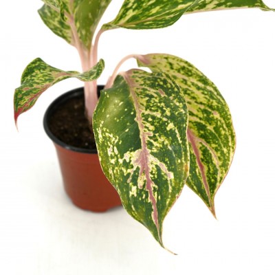 Aglaonema 'Butterfly'
