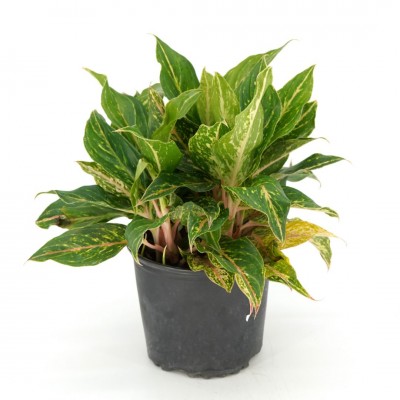 Aglaonema 'Butterfly'