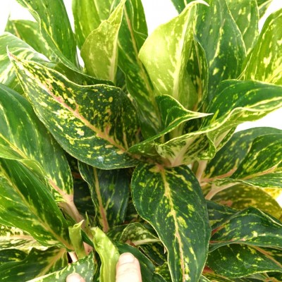 Aglaonema 'Butterfly'