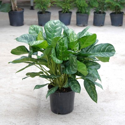 Aglaonema 'Calypso'