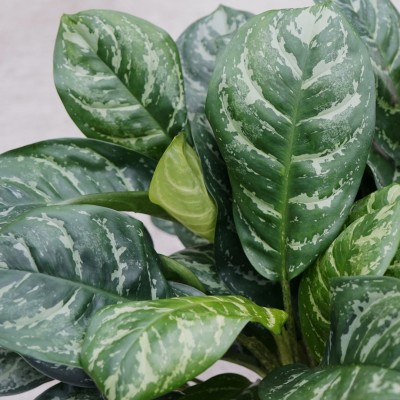 Aglaonema 'Calypso'