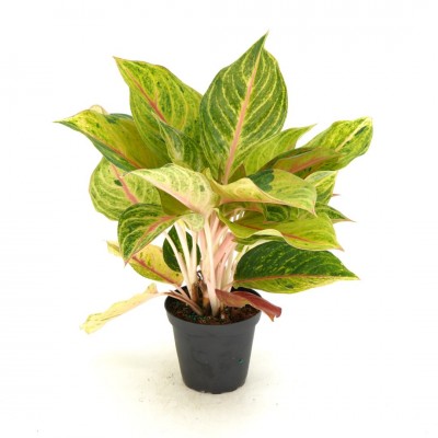 Aglaonema 'Golden Papaya'