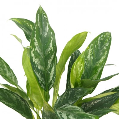 Aglaonema 'Green Lady'