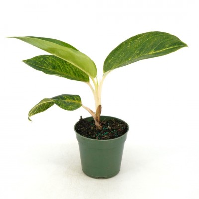 Aglaonema 'Green Papaya'