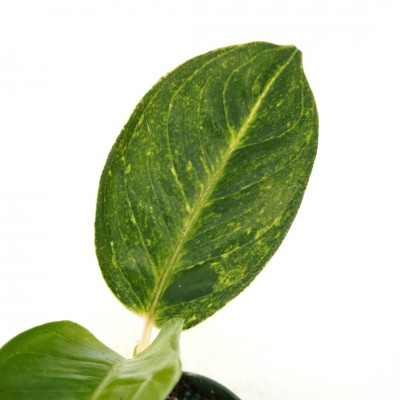 Aglaonema 'Green Papaya'