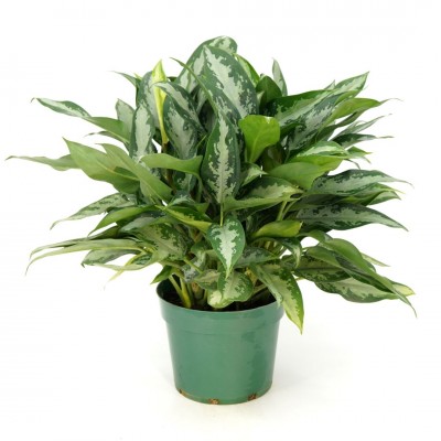 Aglaonema 'Jubilee'