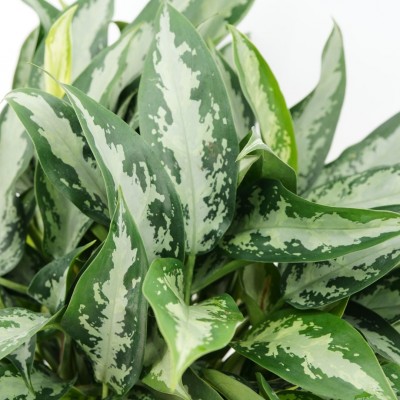 Aglaonema 'Jubilee'