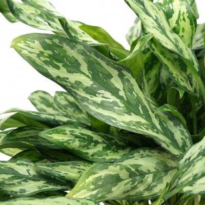 Aglaonema 'Juliette'