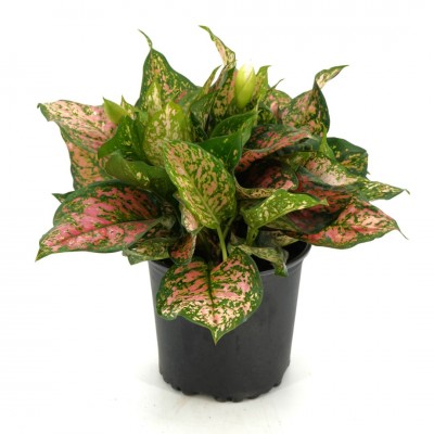 Aglaonema 'Lady Valentine'