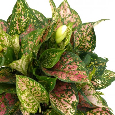 Aglaonema 'Lady Valentine'