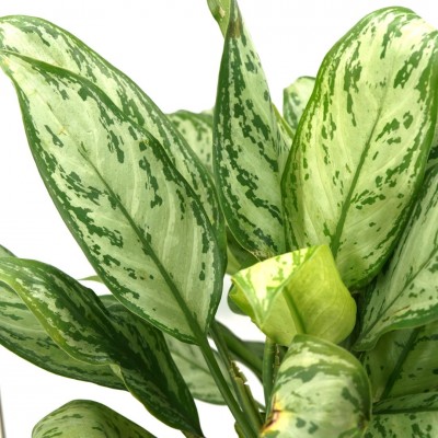 Aglaonema 'Maria Christina'