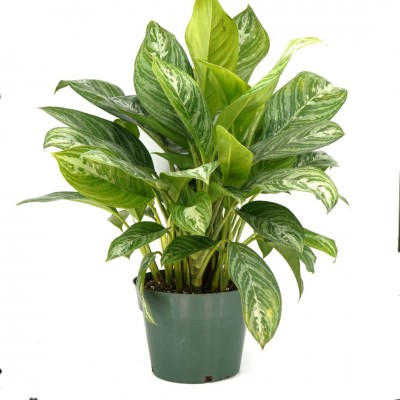 Aglaonema 'Moonlight Bay'