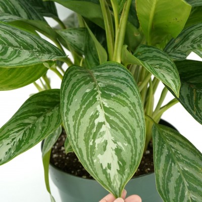 Aglaonema 'Moonlight Bay'