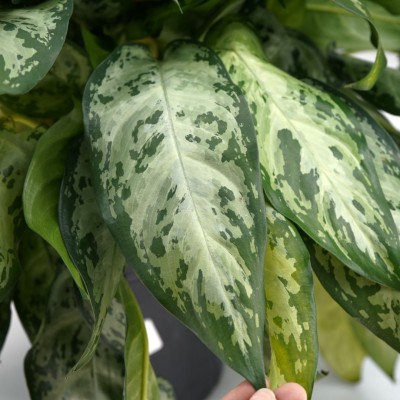 Aglaonema 'Mystic Marble'
