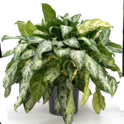 Aglaonema 'Mystic Marble'