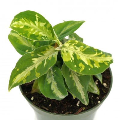 Aglaonema pictum tricolor 4in - Washington - Cascade Tropicals