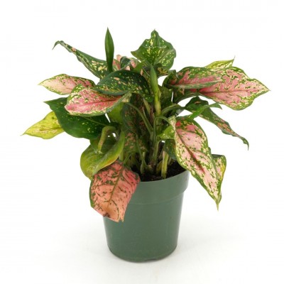 Aglaonema 'Ruby Ray'