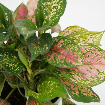 Aglaonema 'Ruby Ray'