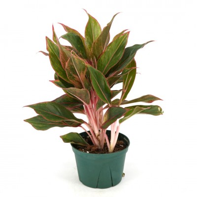 Aglaonema 'Siam'