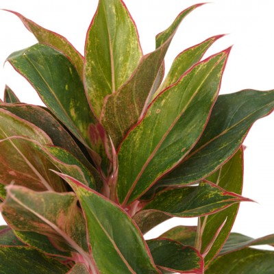 Aglaonema 'Siam'