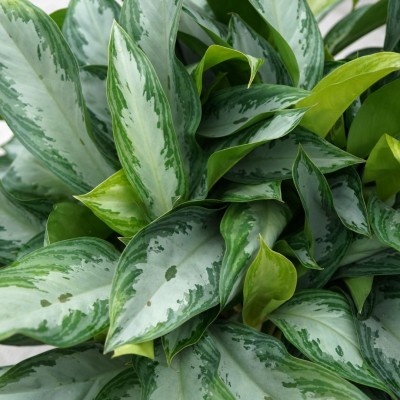 Aglaonema 'Silver Bay'